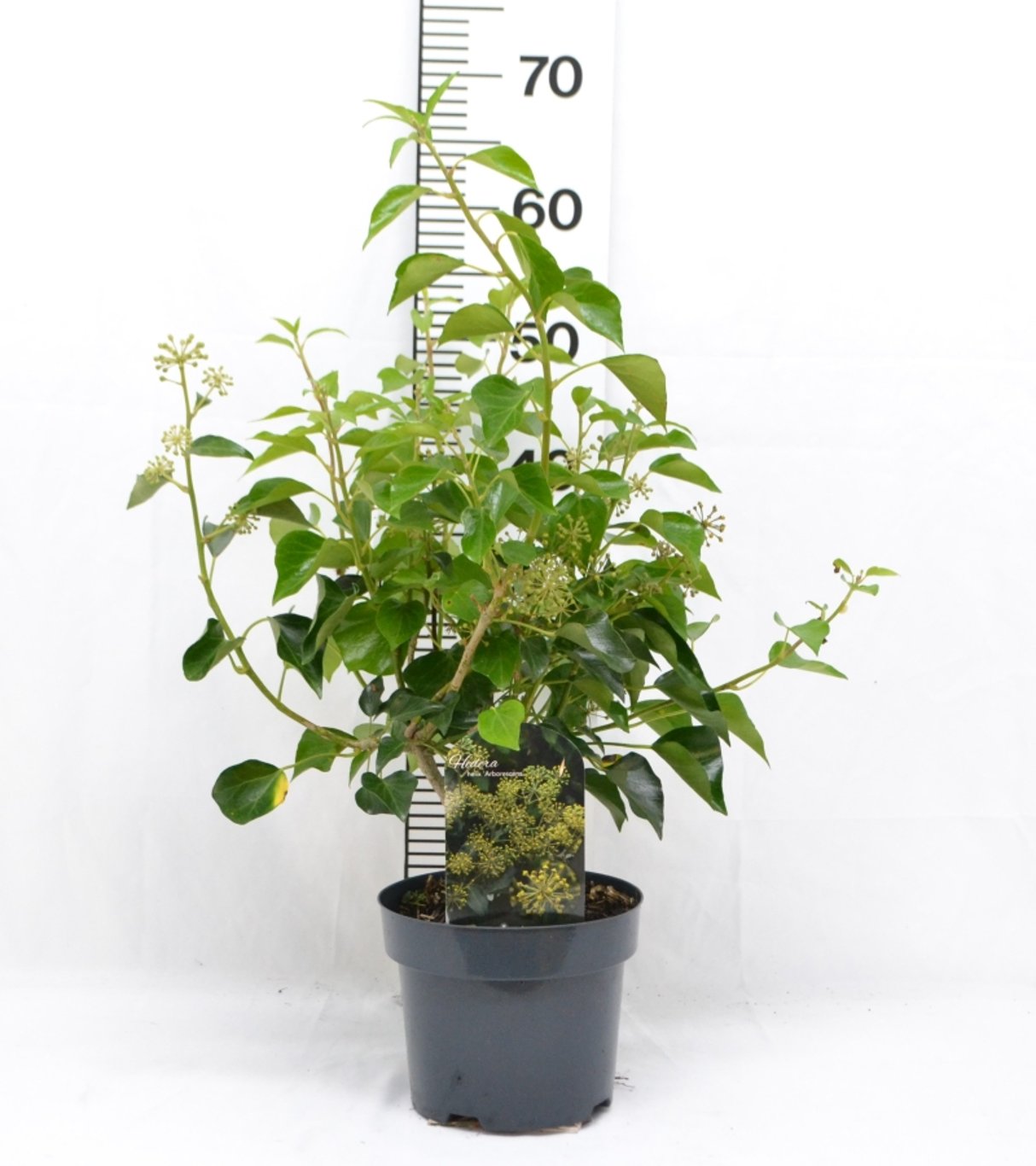 Hedera hel. 'Arborescens' - C3 20-40 CM